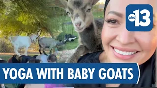 Meteorologist Linh Truong Tries Goat Yoga in Las Vegas