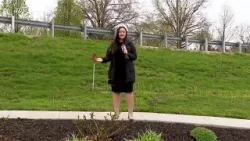 Растения постоянно воруют из парка Либерти.