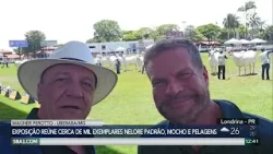 Expoinel reúne exemplares nelore padrão, mocho e pelagens