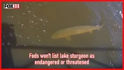Federal wildlife officials say lake sturgeon will not be listed as endangered or threatened