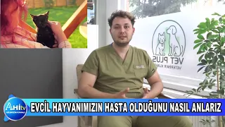 VETERİNER HEKİM BERAT YAĞMUR EVCİL HAYVANIMIZIN HASTA OLDUĞUNU NASIL ANLARIZ