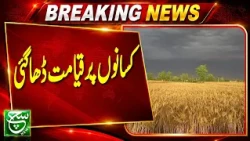Pakpattan Rice Production: Farmers Face Growing Concerns | Such News