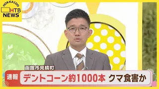 函館市でクマの食害　デントコーン約1000本被害　フンや穴も発見