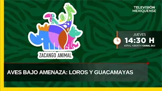 Birds Under Threat: Parrots and Macaws | Zacango | 09-03-2026