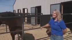 A horse rescue saved 400 horses from going to the slaughterhouse