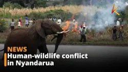 Nyandarua County: Shamata residents live in fear of wildlife attacks