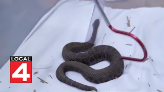 Michigan’s only venomous snake: Researchers map Eastern Massasauga at Indian Springs Metro Park