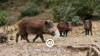 Divlje svinje opustošile njive: “Uložio sam tisuće eura, a nema ništa” | Dnevnik Nove TV