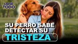 How Do Dogs Perceive Our Emotions? An Expert Explains | Lo Sé Todo