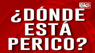 Where is Perico?: He fell onto the sidewalk, a hooded neighbor walked by and stole him