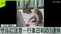 【観光地で目撃】3連休は行楽日和も…サル被害に注意