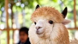 Pakistan: Islamabad Zoo startet Kaffee-mit-Alpaka-Attraktion für Familien