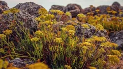 Na rubu znanosti: Svete biljke Mediterana Na rubu znanosti: Svete biljke Mediterana