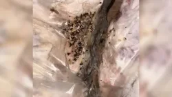 „კულასა“ და  „ბატონოს“  დირექტორს  ივანე გოგლიძეს წინასწარი პატიმრობა შეუფარდეს