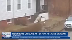 «Она начала нападать на нее»: лиса укусила женщину из Массачусетса во время дикой стычки, запечат...