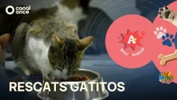 A + A - Kitten Rescue (10/17/2026)