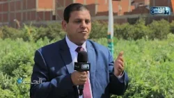 د.علاء طنطاوي: الالتزام بمواعيد زراعة الفول تحيه من التأثير السئ للصقيع