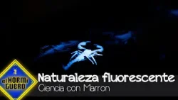 Marron sorprende a la familia Sánchez Saborido con la naturaleza fluorescente - El Hormiguero
