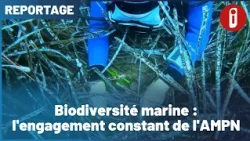 Marine Biodiversity: The AMPN's Ongoing Commitment