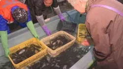 伝統の「ふな市」早朝から賑わう　佐賀・鹿島市