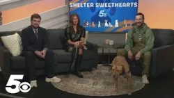 Shelter Sweethearts: Meet Football from Big Paws of the Ozarks