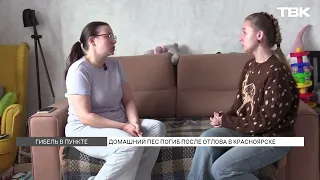 In Krasnoyarsk, a family pet was taken by animal control and died. What happened to the dog?