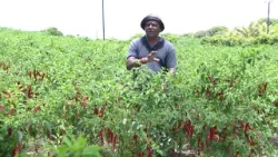 Mati Ke Mol - Mixed Vegetables & Fruit Plantation at Palmar