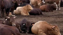 Les éleveurs sud-africains sous le choc de la catastrophe de la fièvre aphteuse