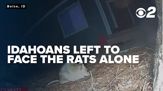Idahoans left to deal with rat problem in the Treasure Valley for another year