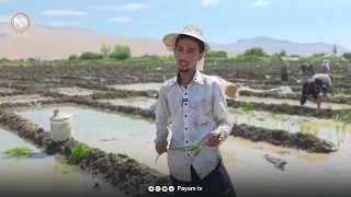 لە سەروچاوە بە هەرەوەزی برنجى کوردى دەچێنن