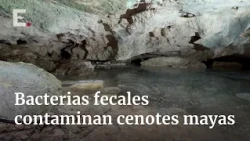 Greenpeace denounces fecal contamination in cenotes of Yucatán