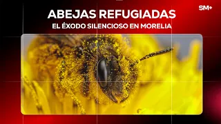 The Silent Exodus in Morelia | Michoacán Investigations