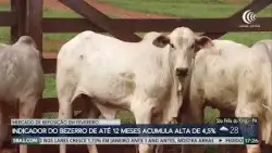 Preços do boi gordo seguem firmes na reta final de fevereiro