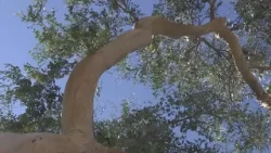 В Берлингейме будут вырублены сотни деревьев.