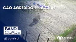 Cão agredido em Caxias