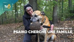 A Dog's Life - Psycho is looking for a family!