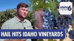 Hail-Damaged Grapes Leave Huston Vineyards Facing an Uncertain Harvest