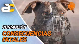11 DANGEROUS DOG attacks already reported so far in 2026: how to prevent them
