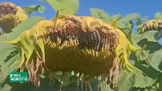 Iași: Sunflower crops destroyed by crows 07/30/2026