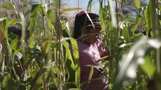 Denver students harvest corn at La Cosecha celebration