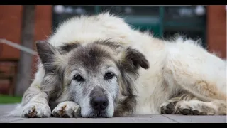 Veterinarian warns: preventive care is key for aging dogs and cats