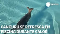 Canguru se refresca em piscina durante calor extremo
