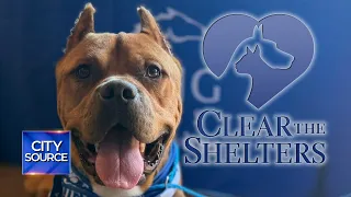 Clear the Shelters 2026 Results