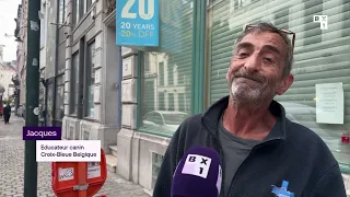 Des chiens de refuge en balade à Bruxelles pour encourager l’adoption