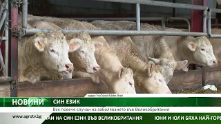 СИН ЕЗИК: Все повече случаи на заболяването във Великобритания
