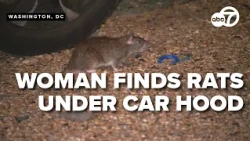 DC woman pushes for rat control after infestation in her car
