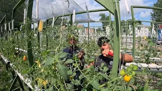 Non-profit starts new hydroponic farm in Hartford