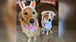 Bunny Puppies | Pet Slideshow March 2024