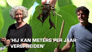 Het probleem van invasieve exoten in De Piccardthof en Reitdiepwijk