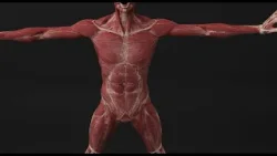 Osteopatía: la especialidad trata desde músculos hasta vísceras